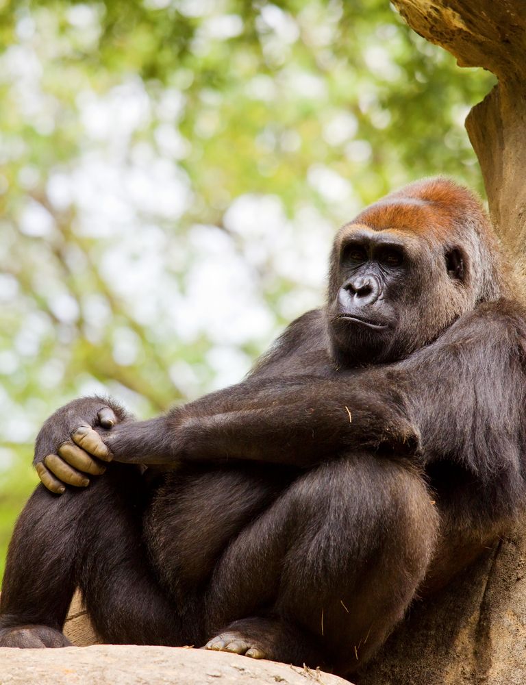 Gorilla at Zoo Atlanta