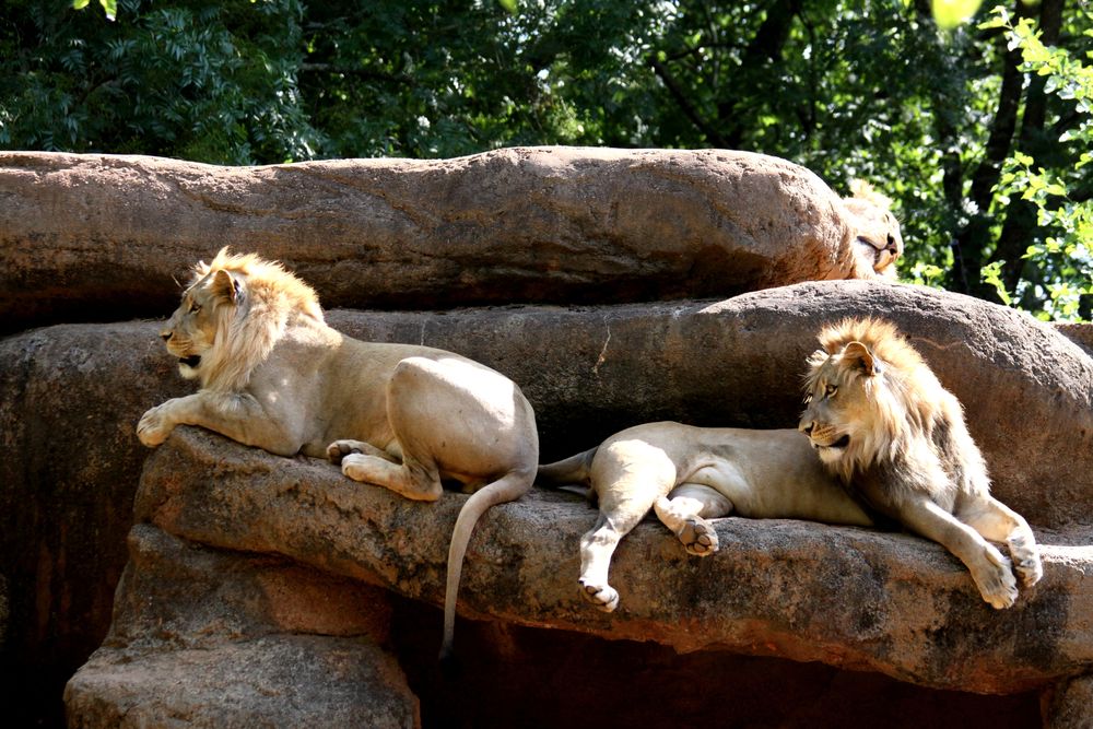 Lions at Zoo Atlanta