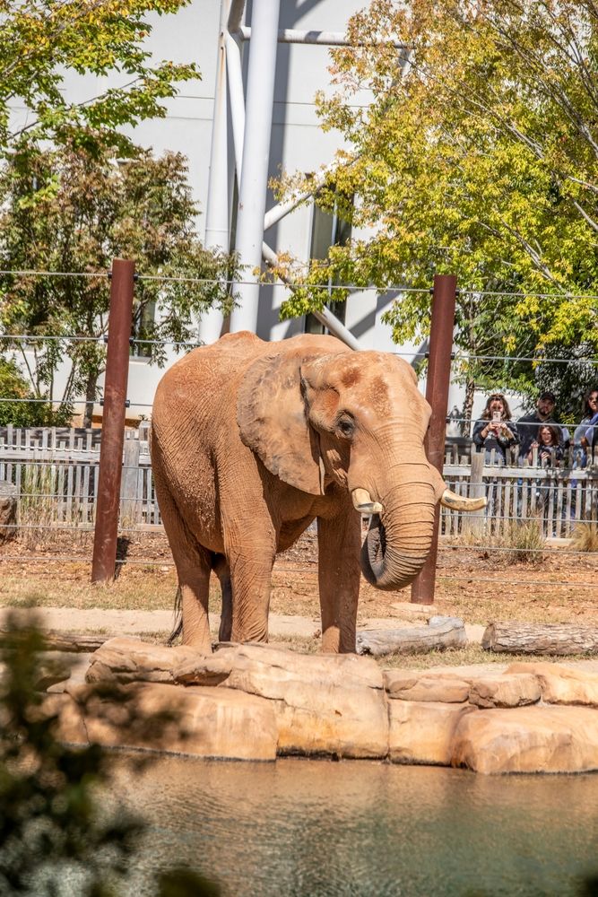 Elephant at Zoo Atlanta