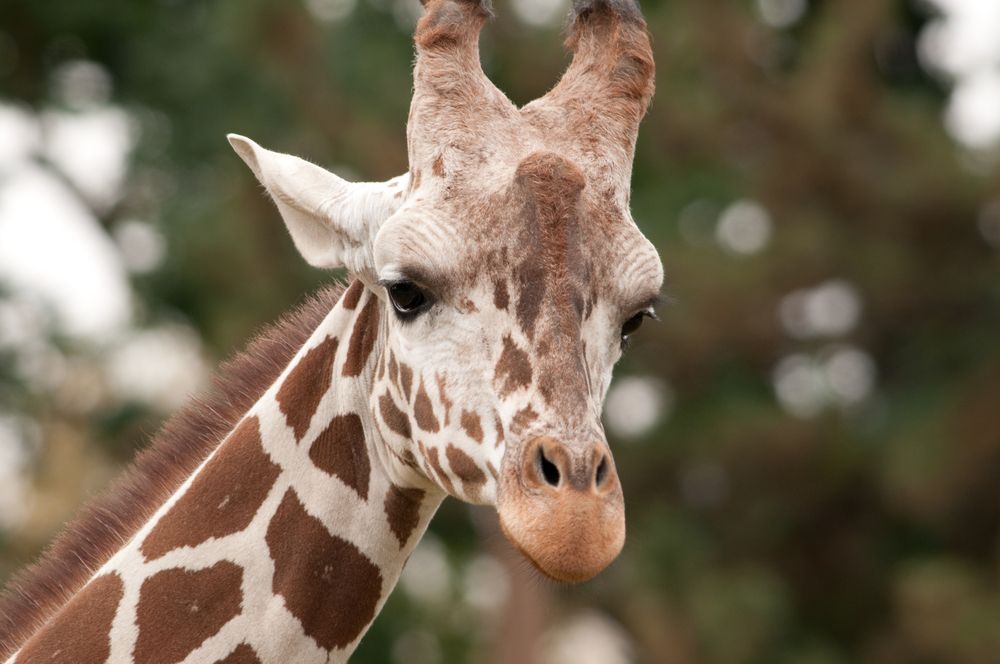 Julius the giraffe in Zoo Boise