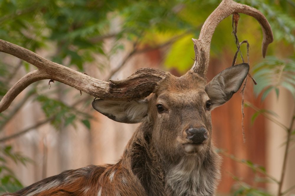 A deer in Zoo Boise