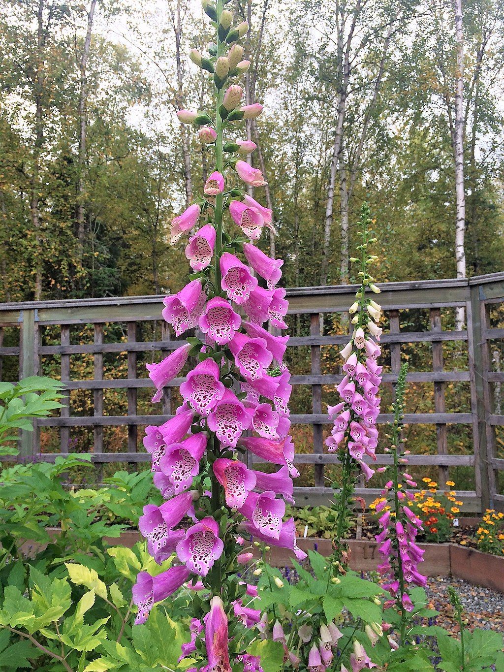 Flowers at Alaska Botanical Garden