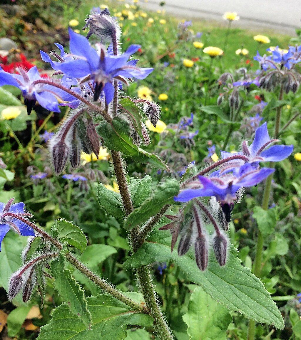Close view of flowers at Alaska Botanical Garden