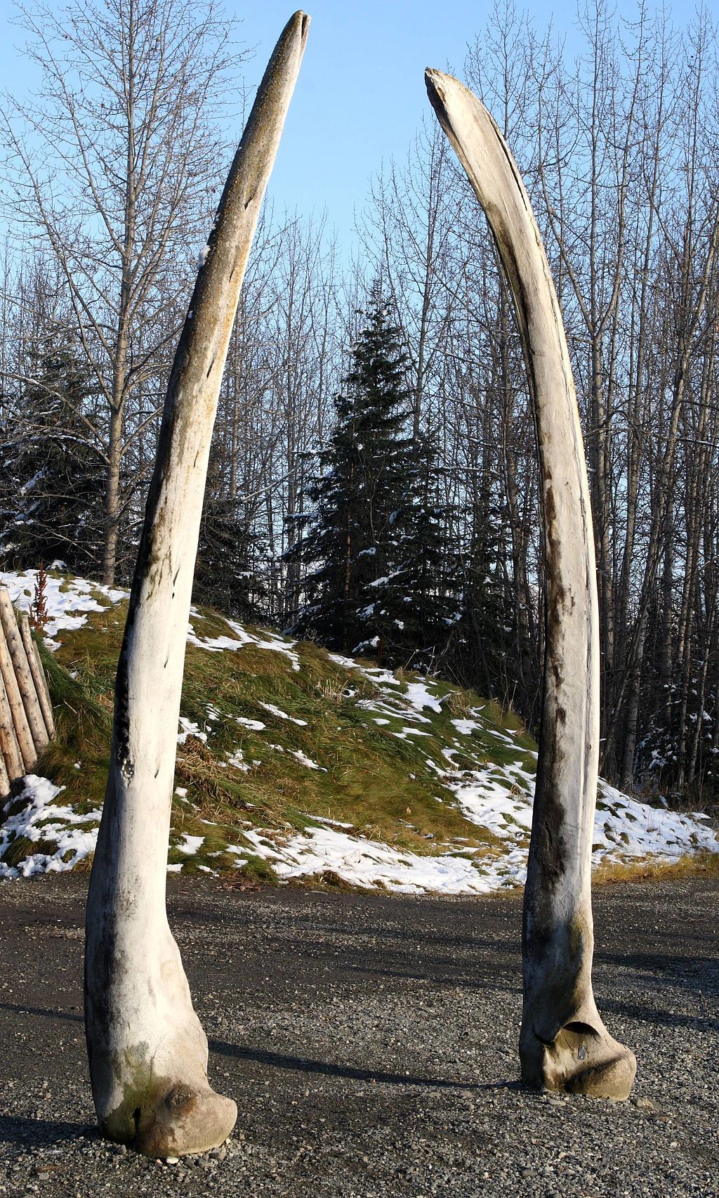 Whale bones on the grounds of Alaska Native Heritage Center
