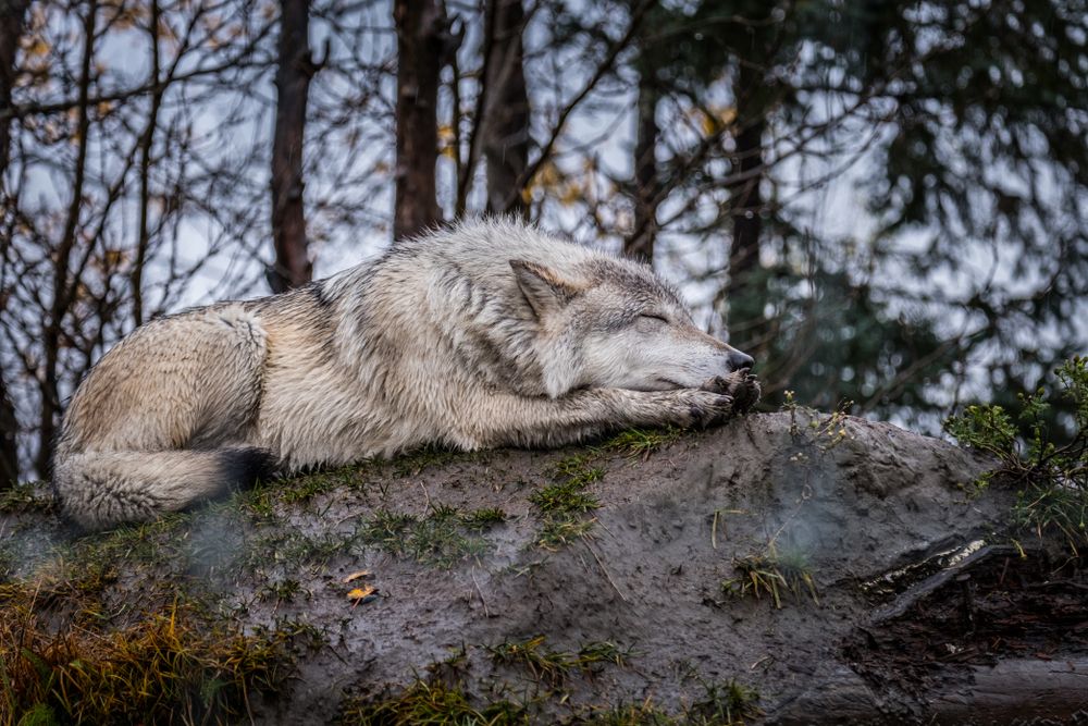 A wolf sleeping in Alaska Wildlife Conservation Center