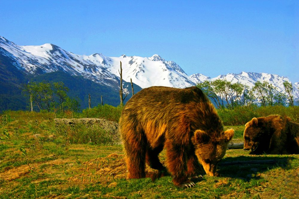 Bears in Alaska Wildlife Conservation Center