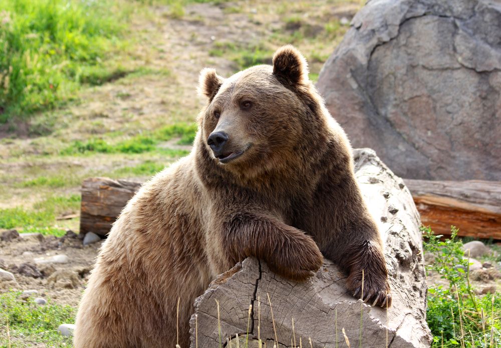 A bear in Alaska Zoo