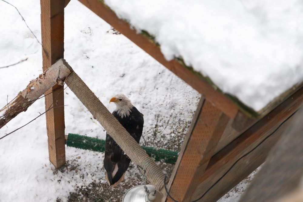 An eagle in Alaska Zoo