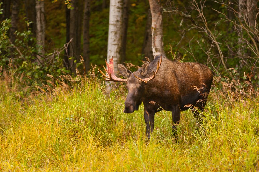 A moose at Kincaid Park