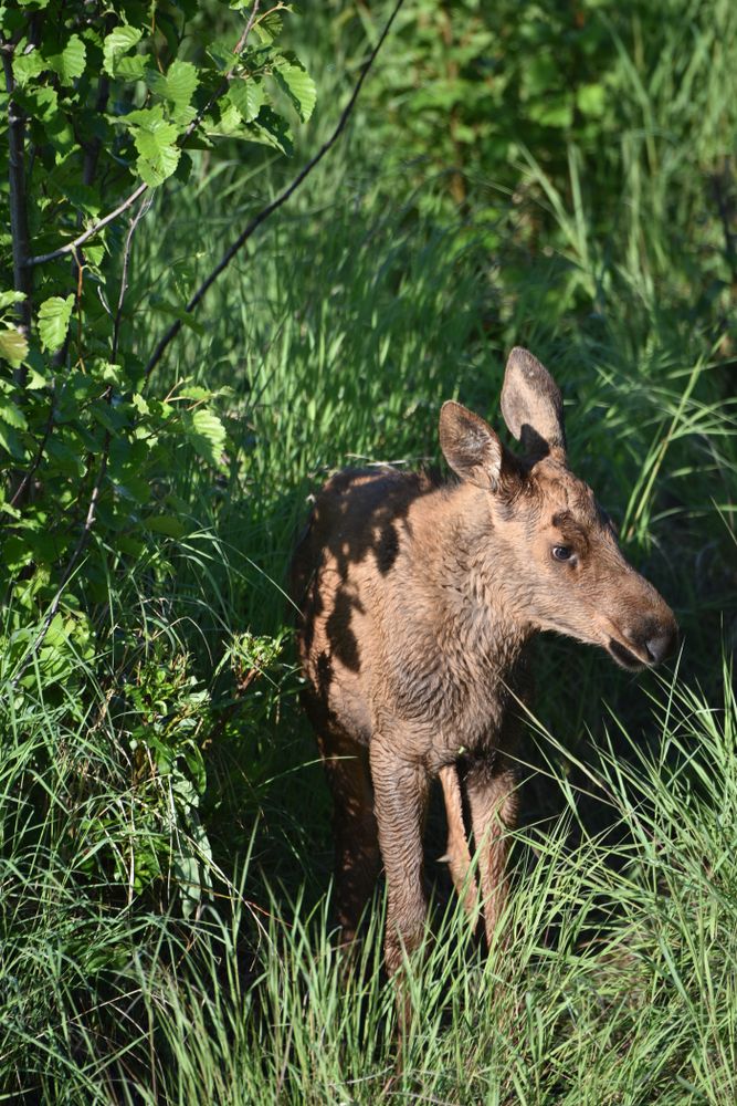 Cow moose at Potter Marsh
