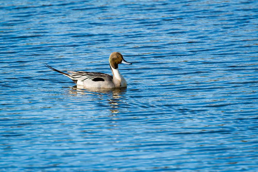 Northern pintail at Potter Marsh