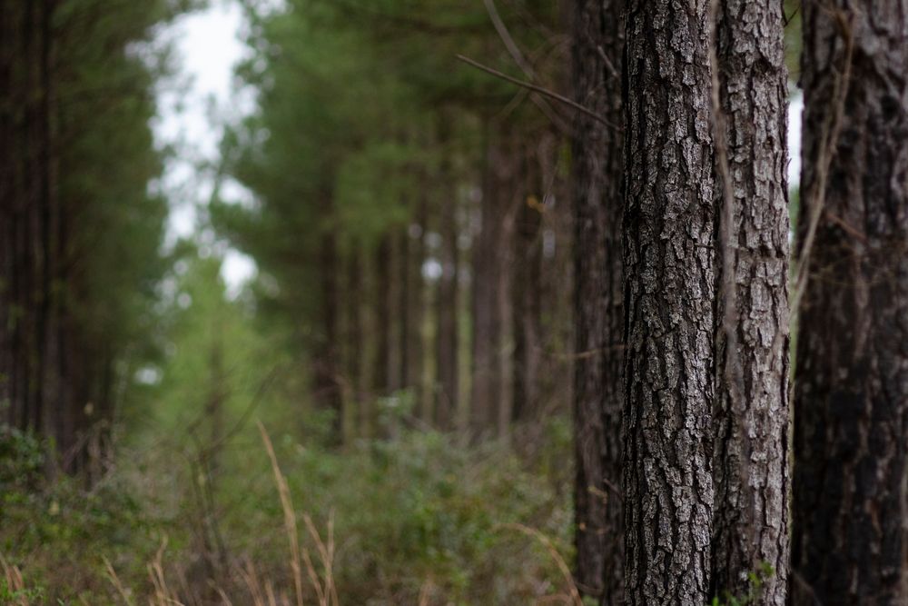 Pine forest at Magnolia Branch Wildlife Reserve