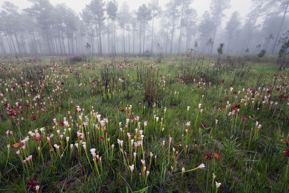 Scenic view of Splinter Hill Bog Preserve