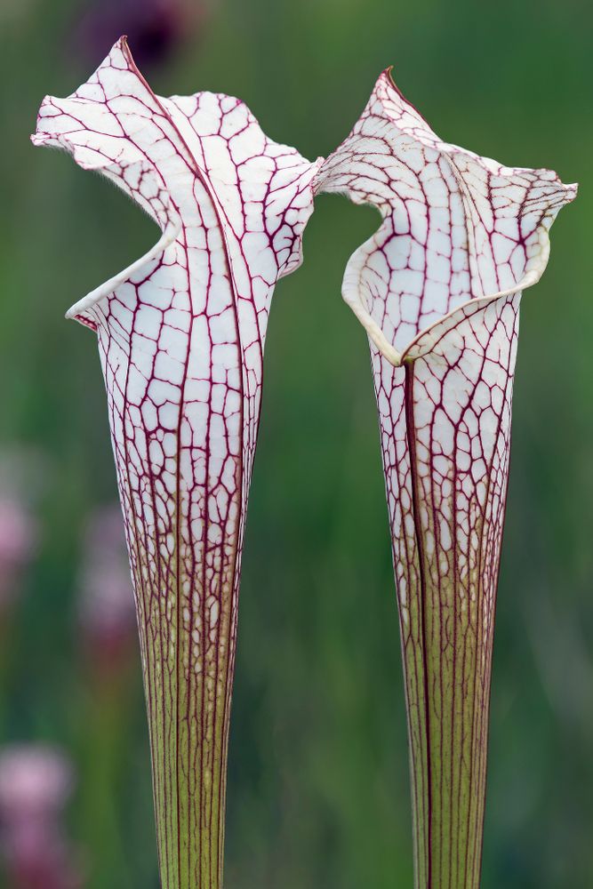 Closeup of Splinter Hill Bog Preserve's pitcherplants