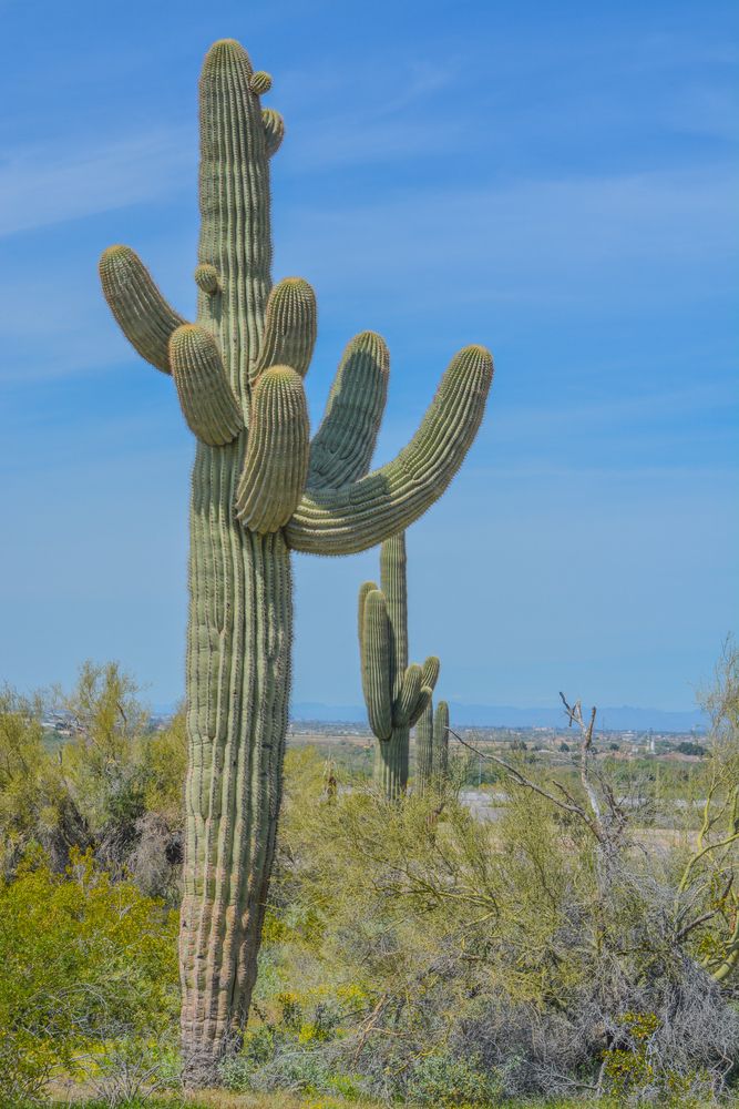 A large cactus at Estrella Mountain Regional Park
