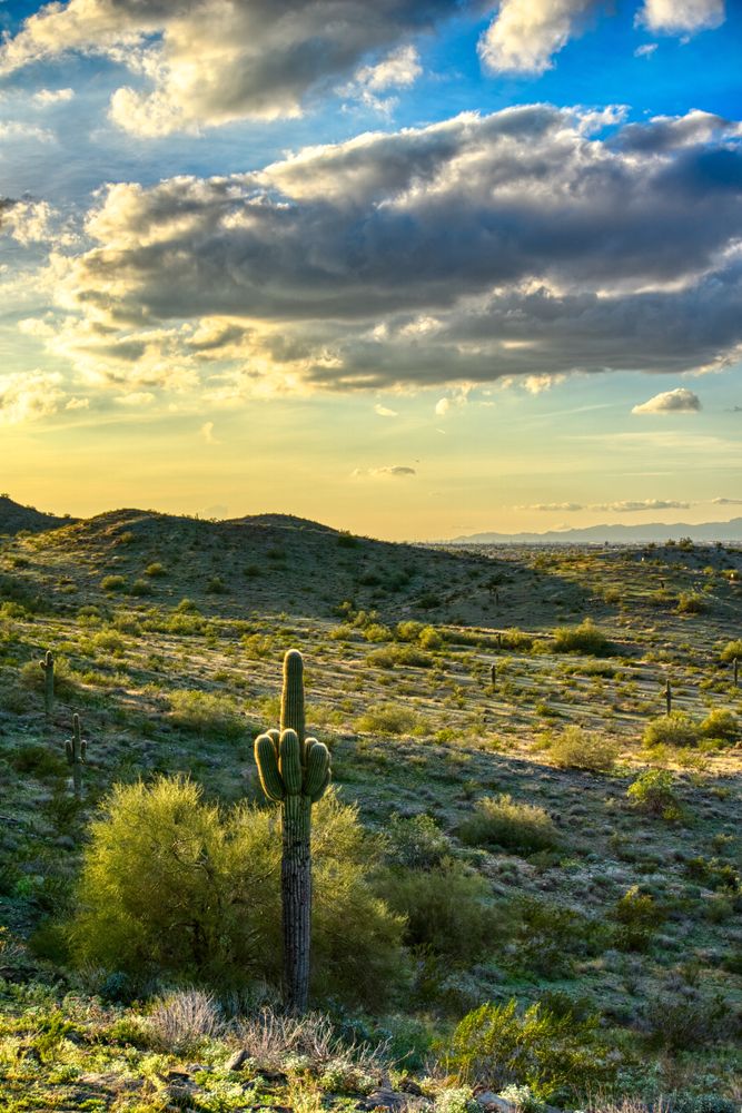 A large cactus at South Mountain Park Preserve