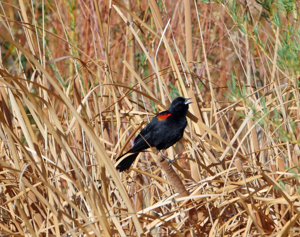 A bird at Coyote Canyon