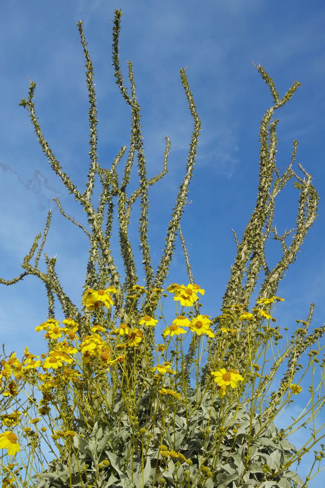 Wildflowers at Coyote Canyon