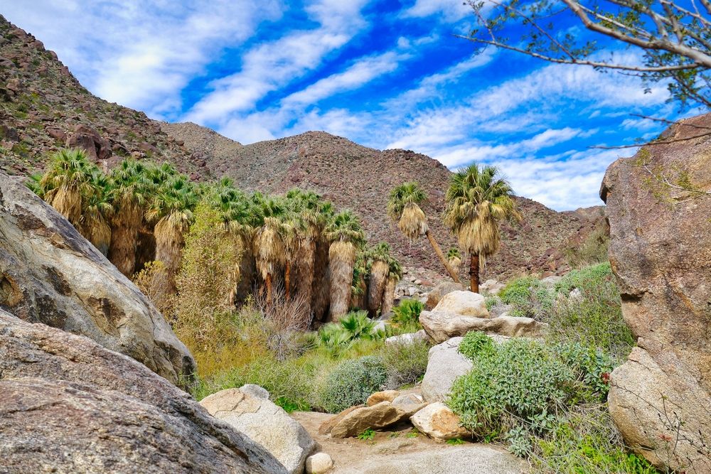 Daytime view of Palm Canyon Oasis