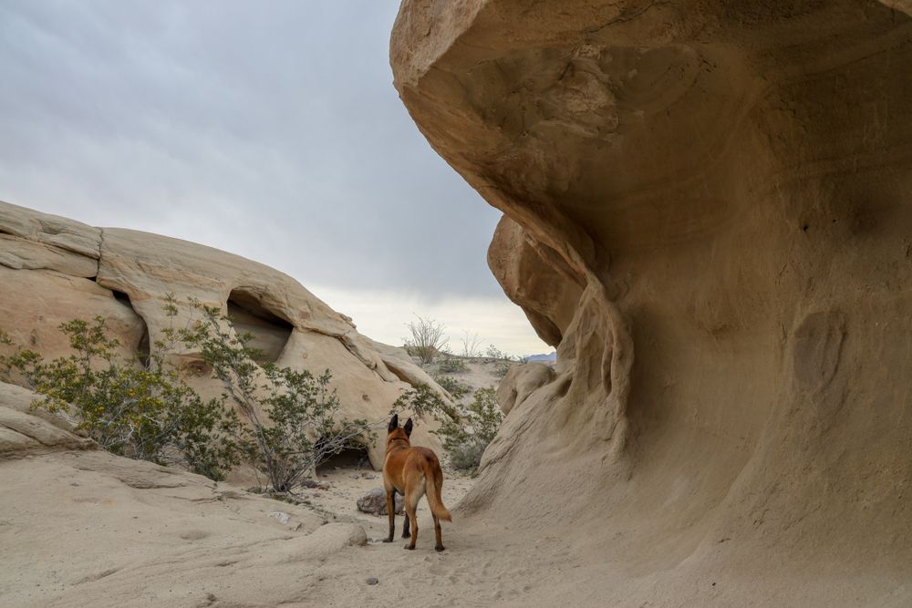 A dog at Wind Caves