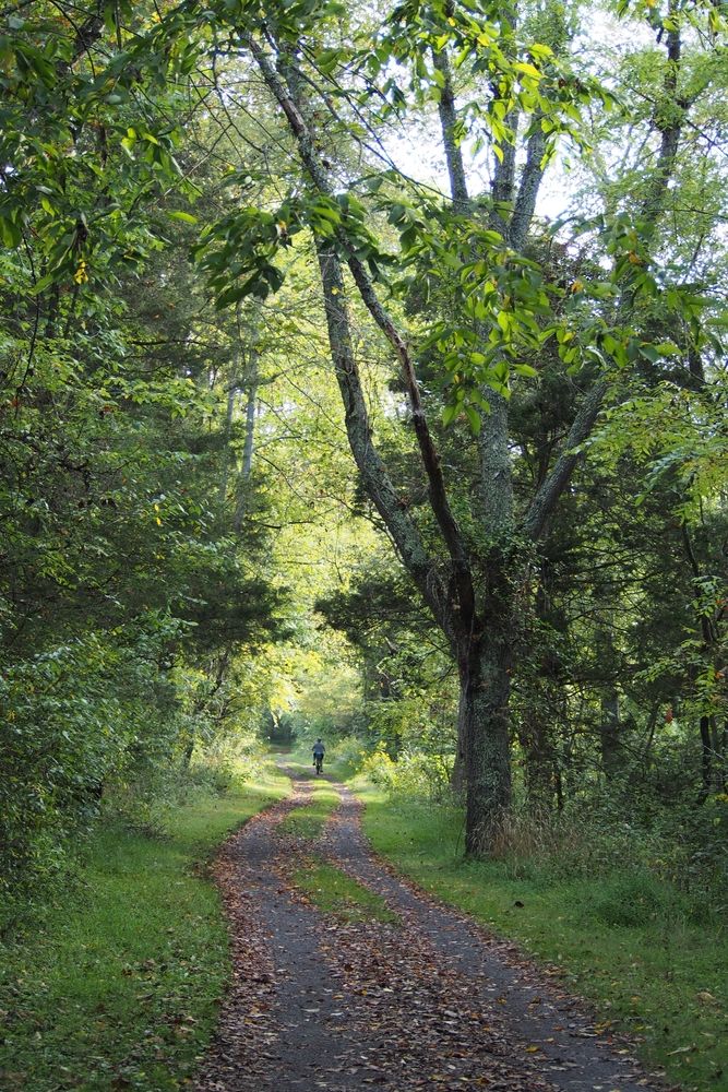 Leaves covered trail with grass and trees framing it.