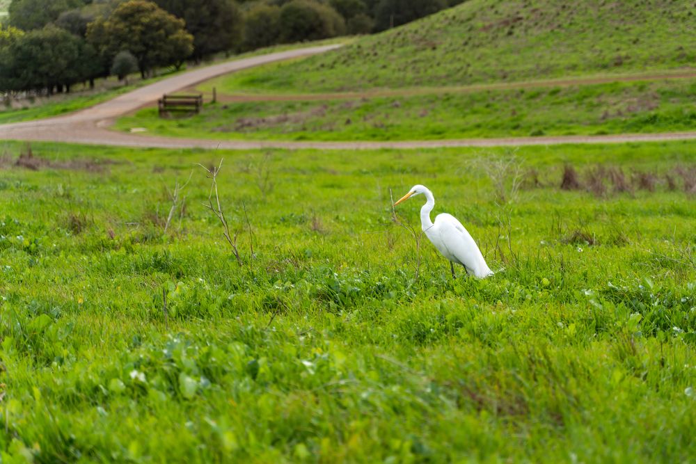 Great egret at Coyote Hills Regional Park