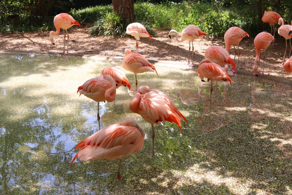 Pretty flamingos at Ellen Trout Zoo