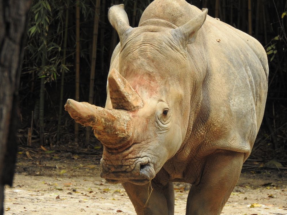 Rhinoceros at Ellen Trout Zoo