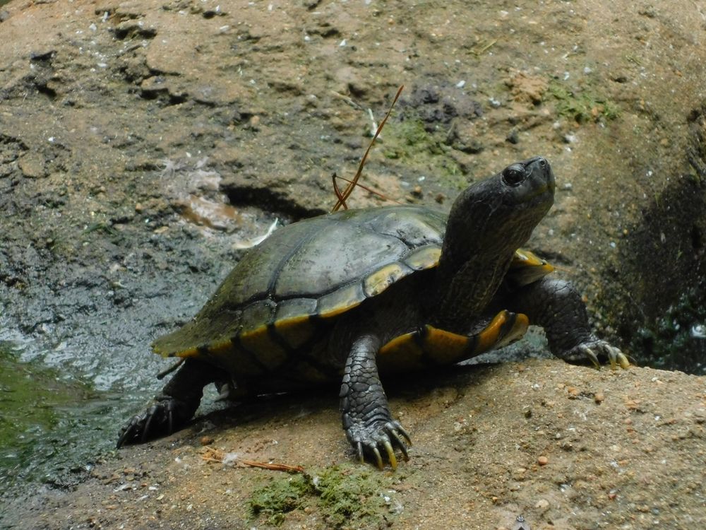 A turtle at Ellen Trout Zoo