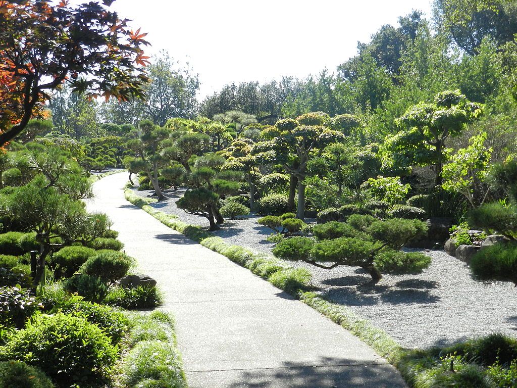 Bonsai trees at Hayward Japanese Gardens