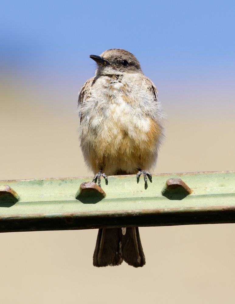 A bird at Mission Peak Regional Preserve