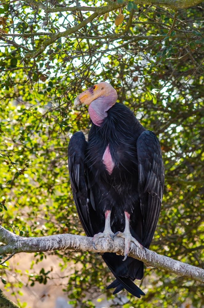 California condor at Oakland Zoo