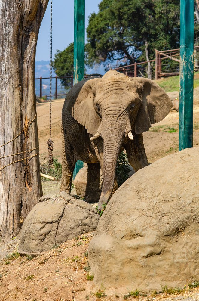 An elephant at Oakland Zoo