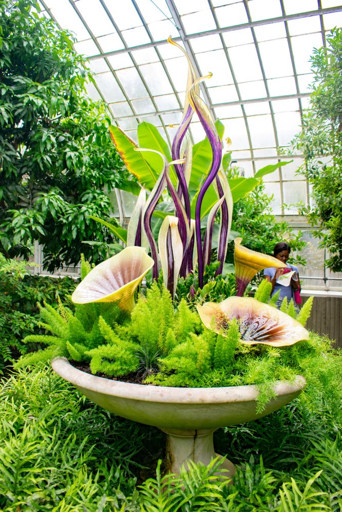 Pretty flowers at Phipps Conservatory and Botanical Gardens in Pittsburgh