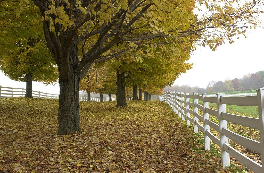 Foliage at Round Hill Park