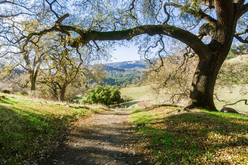 A trail at Sunol Regional Wilderness