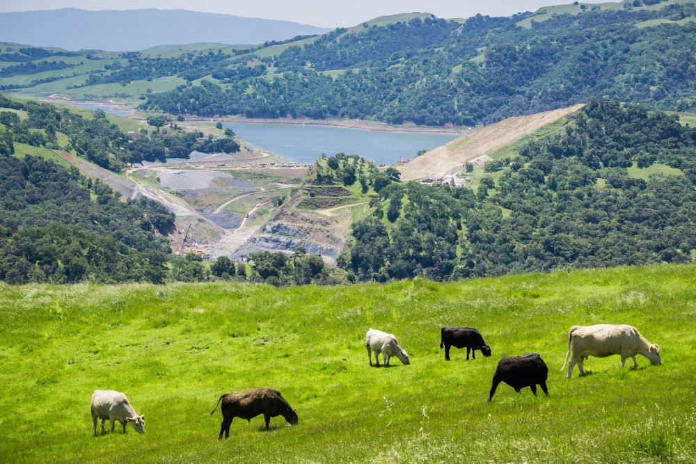 Cattle grazing at Sunol Regional Wilderness
