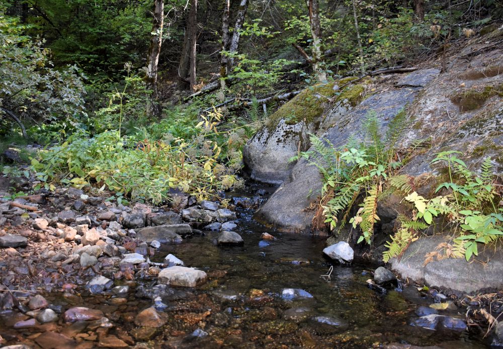 Cowell creek at Arnold Rim Trail