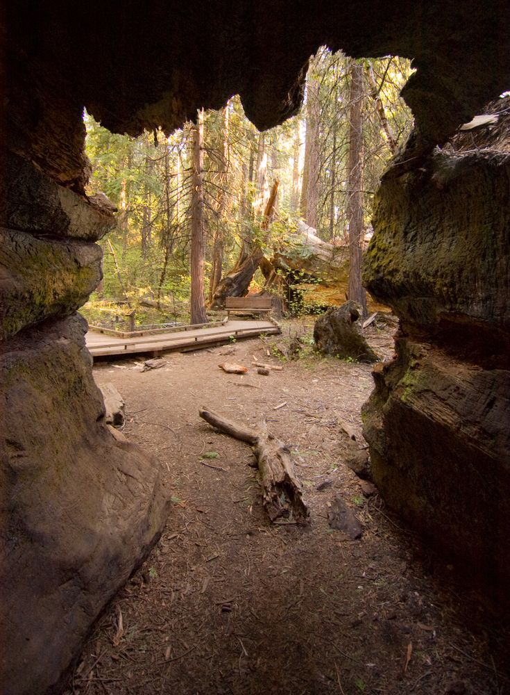 Sequoia tree trunk at Calaveras Big Trees State Park