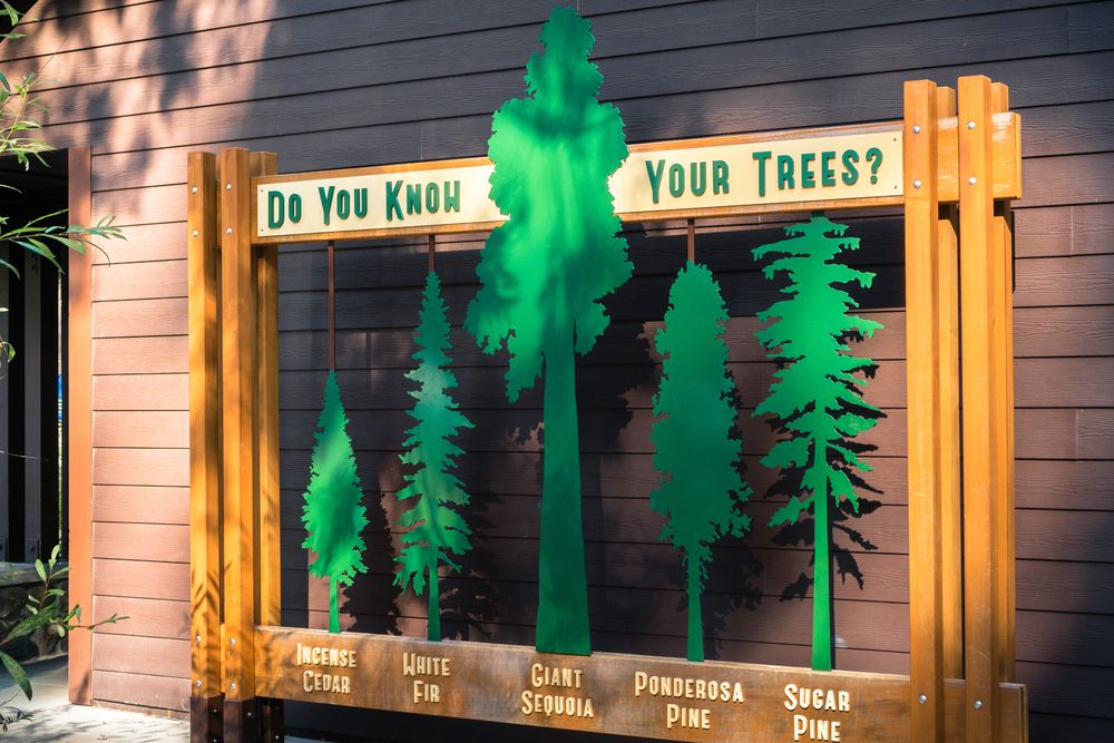 Trees illustration at Calaveras Big Trees State Park