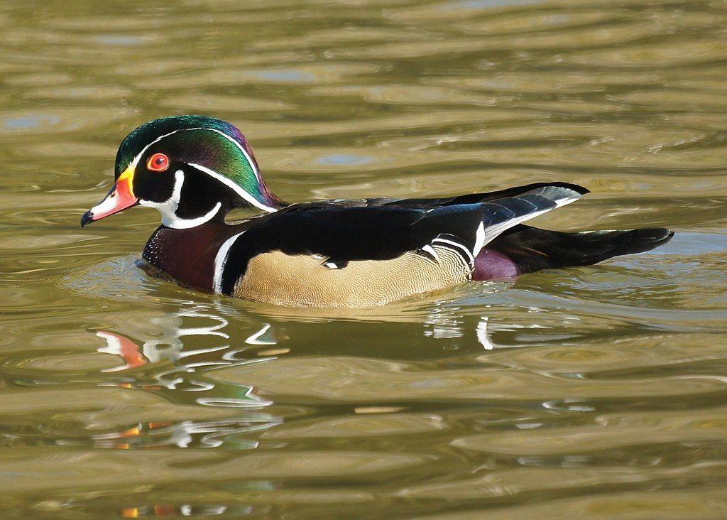 Wood duck on Yorba Regional Park's water