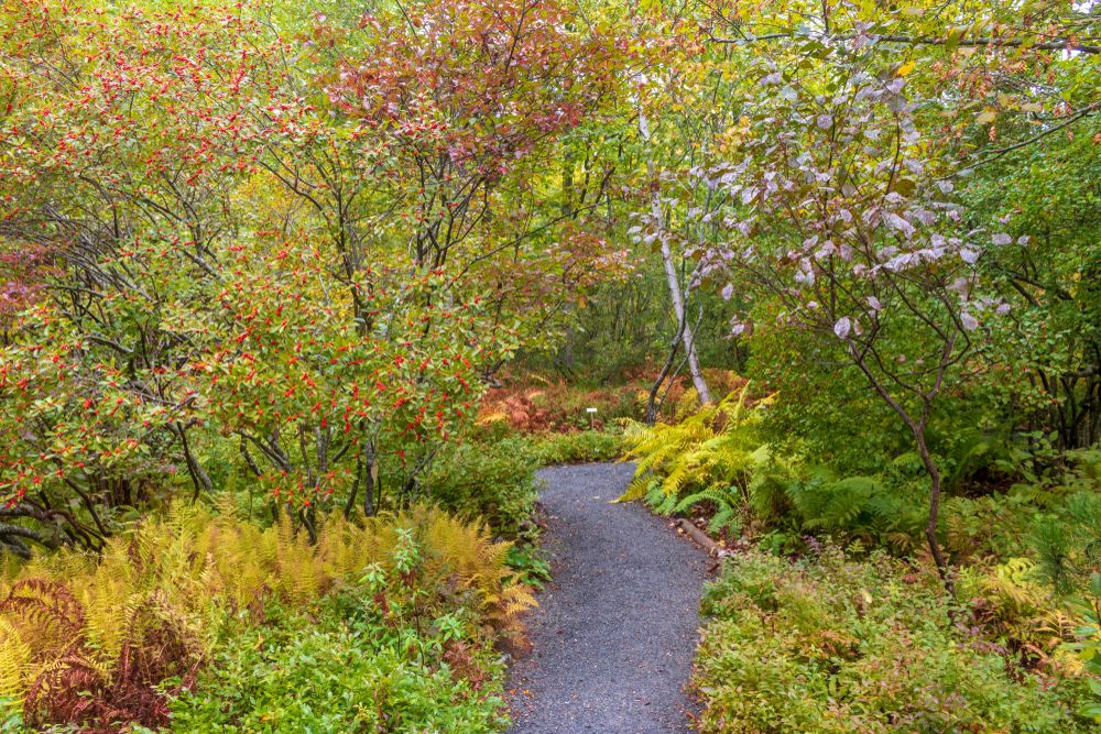 Path through Wild Gardens of Acadia