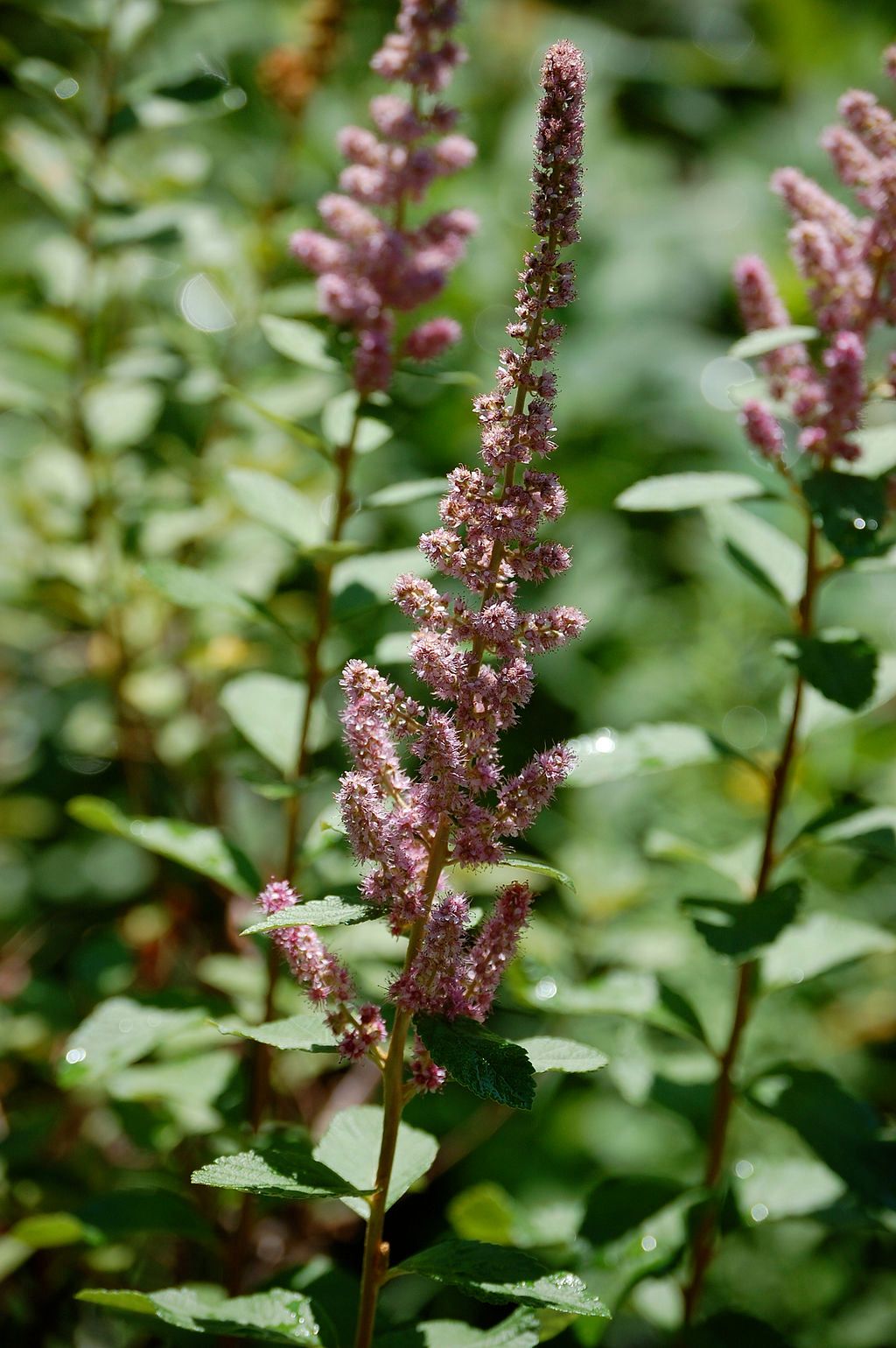 Steeplebush in Wild Gardens of Acadia