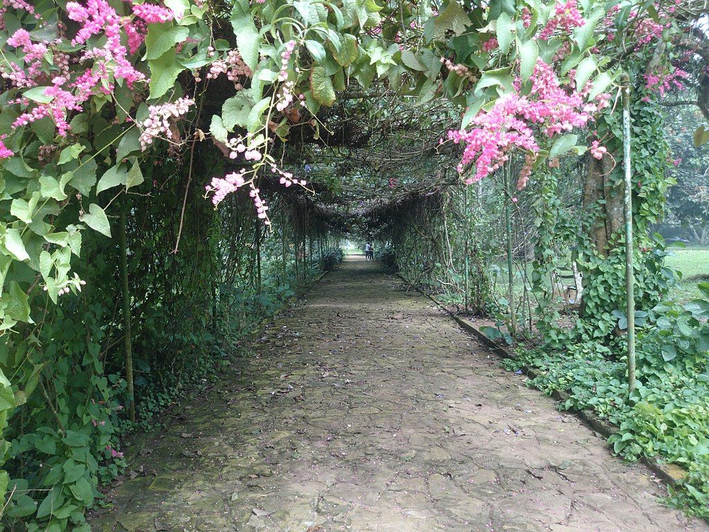 A pathway at Aburi Botanical Garden