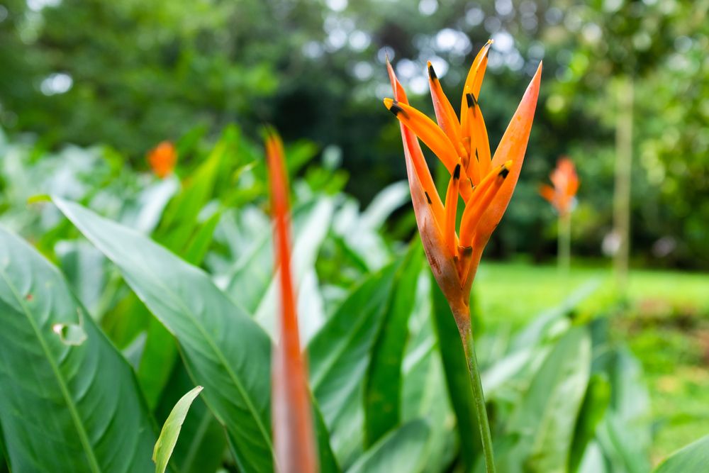A vibrant flower at Aburi Botanical Garden