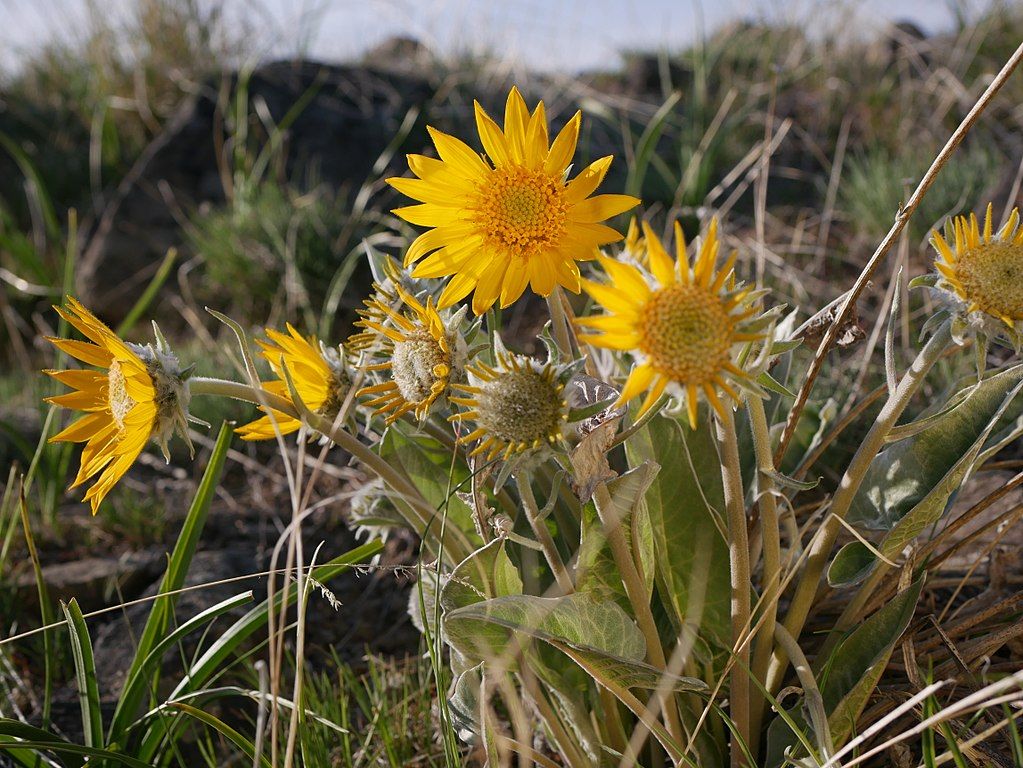 Sunflower in Saddle Rock