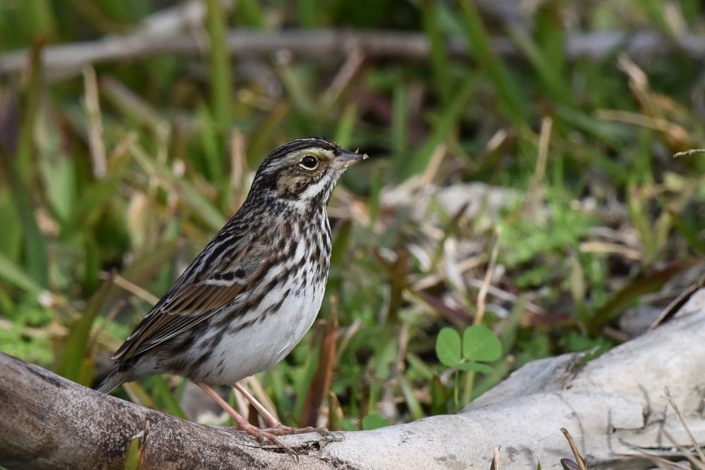 A bird at Apalachicola National Forest