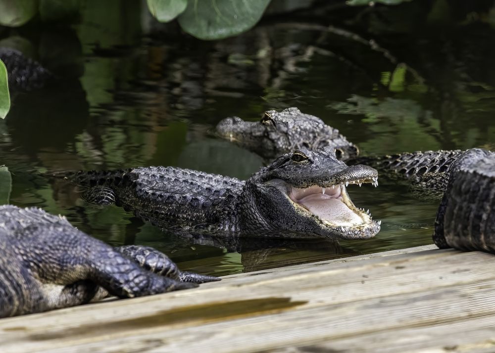 Alligators at Gatorland