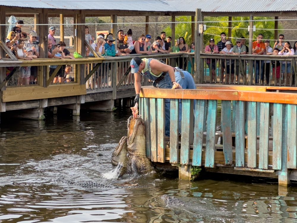 People watching the alligators at Gatorland