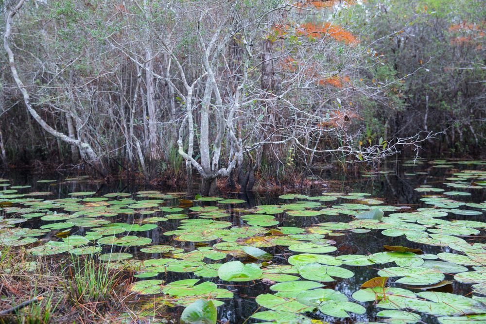 Lily pond at Tate’s Hell State Forest